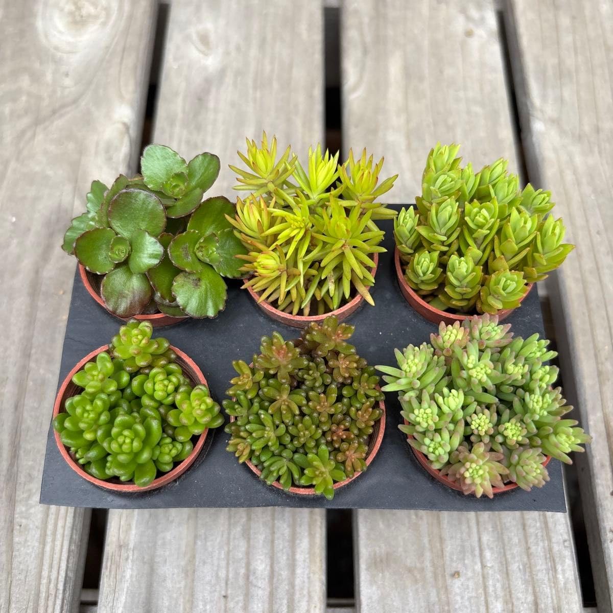 Amazon｜多肉植物 セダムの苗 カット苗 6種類セット｜観葉植物